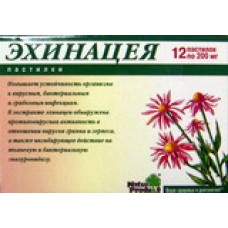 Эхинацея пастилки №24 Эхинацея пастилки №24